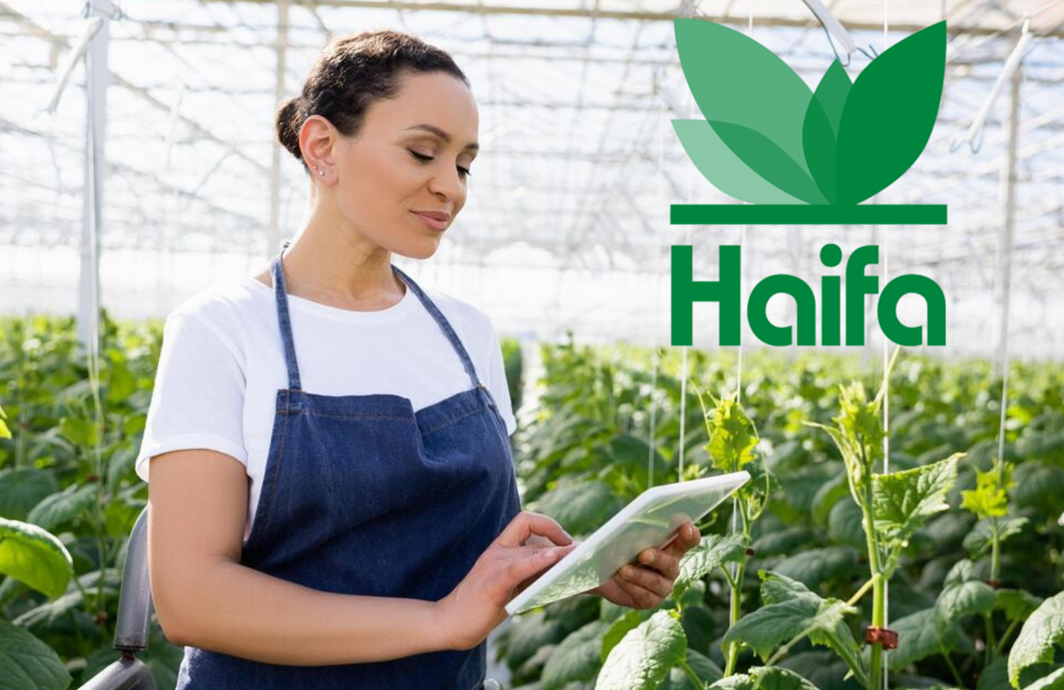 Haifa Case study Sales Force Automation